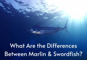 Marlin and swordfish